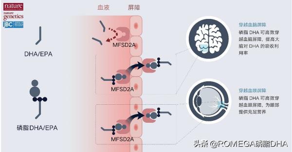 中山大學眼科中心ROMEGA青光眼營養治療臨床研究專案順利開展