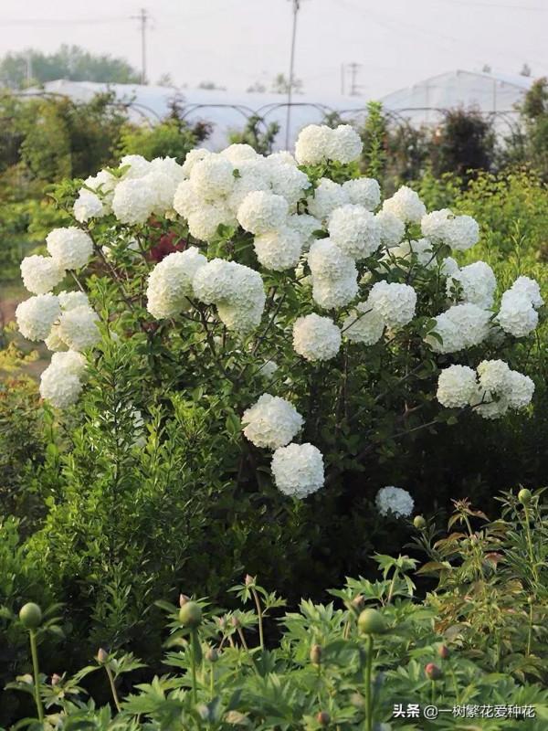 花比足球大的繡球，鬥球、麻球、歐繡球區別是什麼，選合適自家的