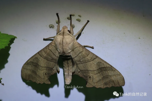 Tank的自然記錄•鱗翅目的蛾子們
