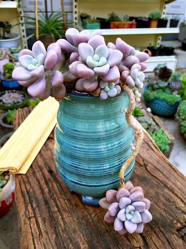 10種花，空氣再幹也別“噴水”，容易黃葉“掉花苞”