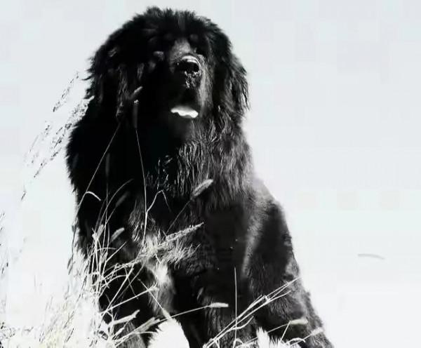 威猛與智慧並存的流浪狗黑熊，和孤寡牧羊人老滿之間的恩怨情仇