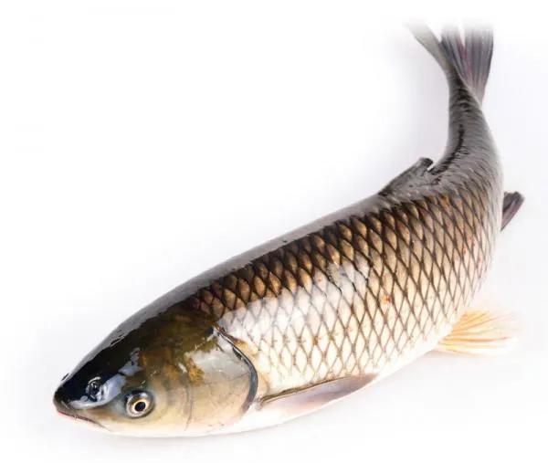 釣魚人不知道“四大家魚”是哪四種魚可不行 釣魚人不知道“四大家魚”是哪四種魚可不行