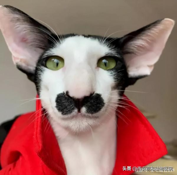 好看的皮囊千篇一律，但是醜的千姿百態的貓你都見過嗎？