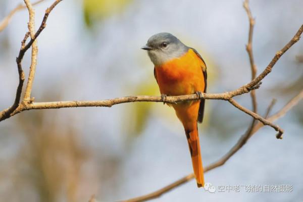 府山的彩色“小辣椒”