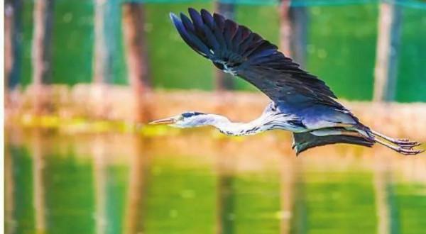 生物多樣性之美 | 百鳥樂園撫仙湖 生物多樣性之美 | 百鳥樂園撫仙湖
