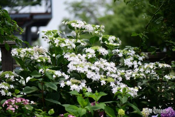 冬日裡依舊盛開的大花繡球，白色天使 | 園丁