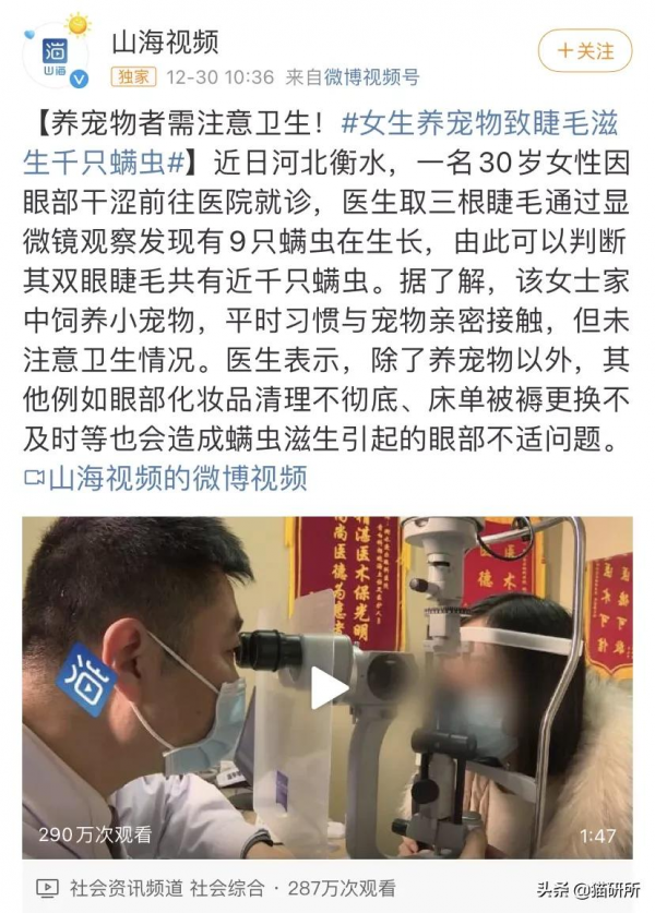 恙蟲病、鸚鵡熱、蠕形蟎、頭癬…吸貓風險這麼高？