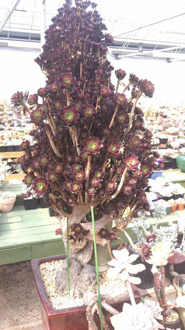 6種&OpenCurlyDoubleQuote;小多肉&rdquo;，輕鬆養成&OpenCurlyDoubleQuote;樹&rdquo;，身高八米，開花漂亮