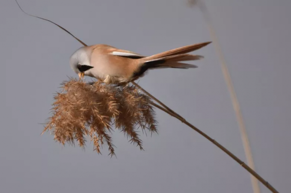宛平湖拍鳥之文須雀
