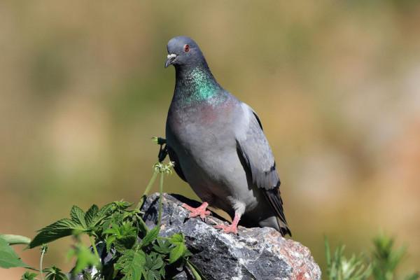 世界上飛速最快的鳥類排行榜，連飛機都被第八名“超車”了