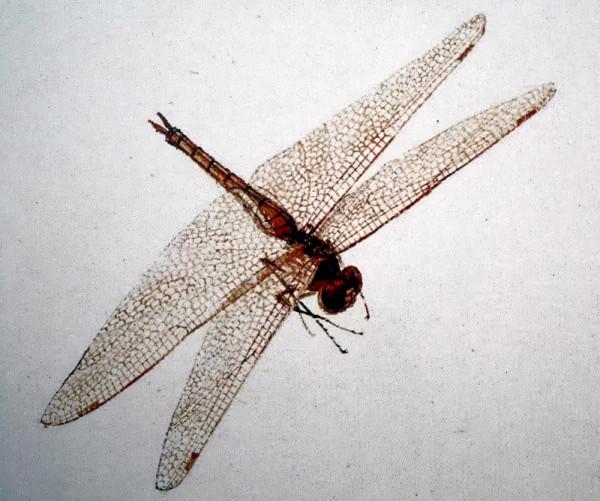 齊白石筆下的飛蟲,精細之極 齊白石筆下的飛蟲,精細之極