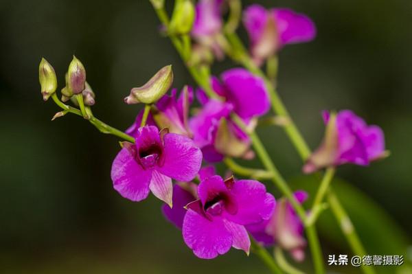 2022新春遊園&mdash;&mdash;植物園賞花