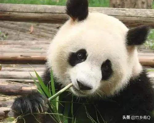 可愛又呆萌的國寶熊貓誰不喜歡