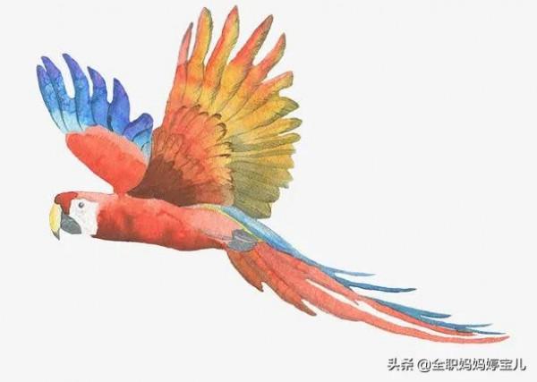 分享——栩栩如生的水彩鳥兒圖