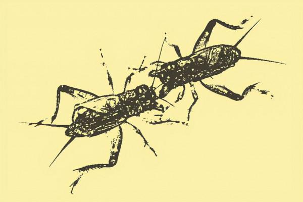 民間故事：樵夫樹下避雨，看到兩個老漢鬥蛐蛐，裝聾作啞逃過一劫