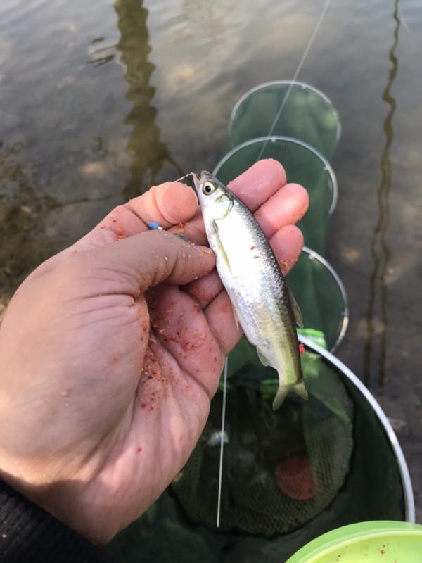 「十週年」秋冬野河垂釣,技巧方法要掌握,今日鯽魚連竿浮漂棄河 「十週年」秋冬野河垂釣,技巧方法要掌握,今日鯽魚連竿浮漂棄河