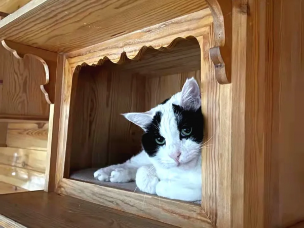 大阿寶：“斜槓青年”歡樂多