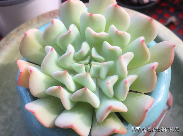 歷盡千帆,歸來仍是少年——多肉飛行少年葉形奇特,名字也很拉風 歷盡千帆,歸來仍是少年——多肉飛行少年葉形奇特,名字也很拉風