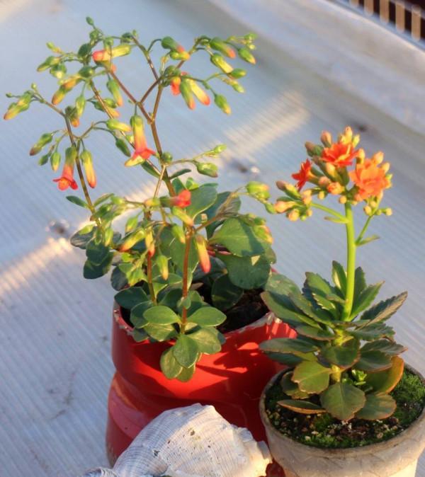 適合新手養的2種盆栽，挺拔秀麗花色美，容易養活很優良