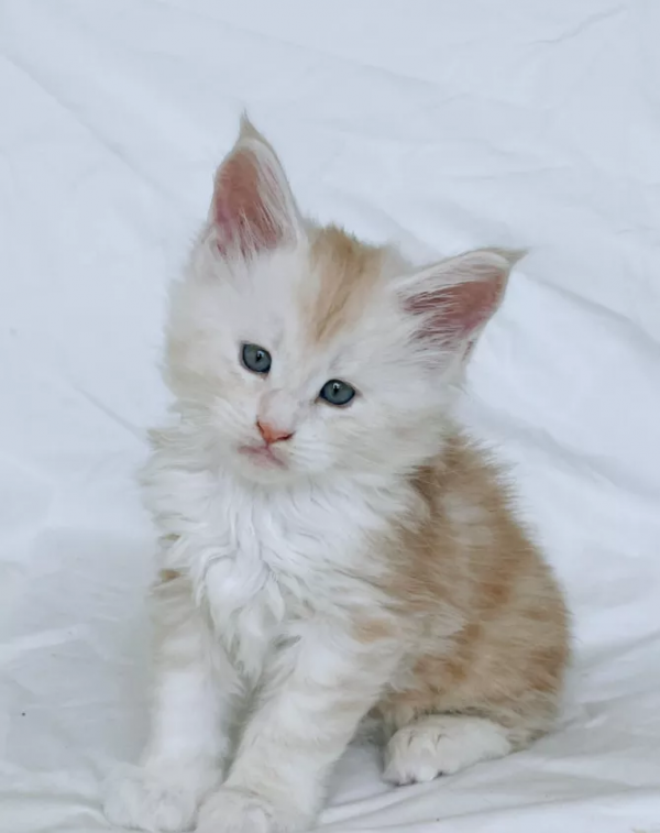 貓大十八變，來看看小眼緬因貓的蛻變史