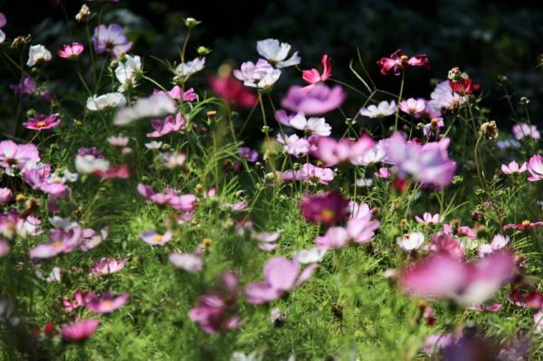 邂逅秋日波斯菊展