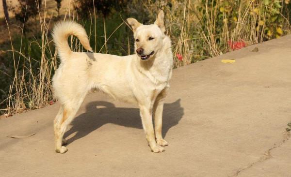中華田園犬太瘦怎麼增肥 中華田園犬太瘦怎麼增肥