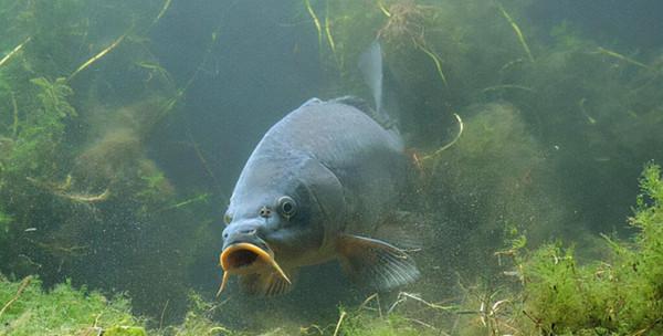 釣魚諺語：“水底青苔多，釣魚沒湯喝”是什麼意思？有道理嗎