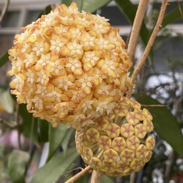 家裡沒有“陽光房”,就養4種,有點光就開花,秋冬也不例外 家裡沒有“陽光房”,就養4種,有點光就開花,秋冬也不例外