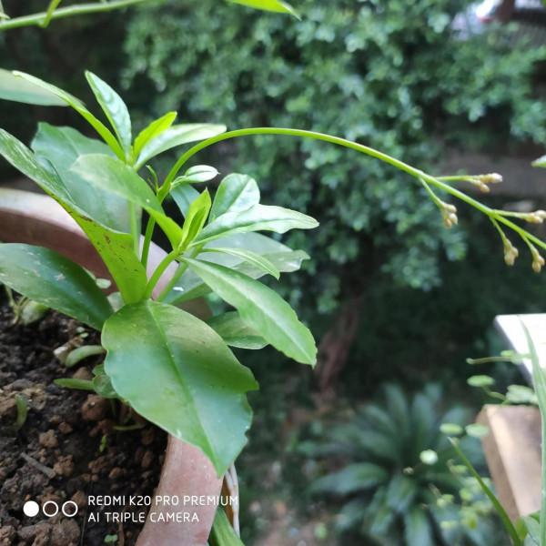 花盆土人參 花盆土人參