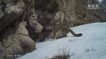 它們眼中的祁連山之變