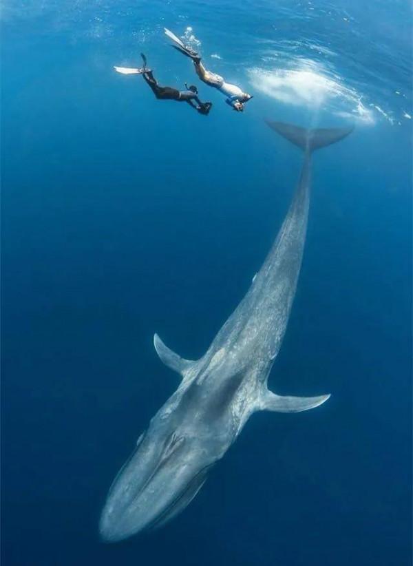 藍鯨地球最大動