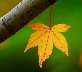 秋天的美,都在這10首詩詞裡了! 秋天的美,都在這10首詩詞裡了!