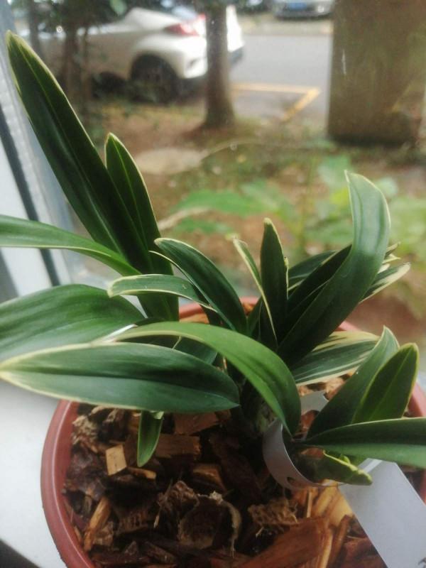 蘭花品種多,中國蘭花五大品種,你知道嗎? 蘭花品種多,中國蘭花五大品種,你知道嗎?