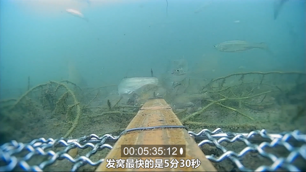 打窩多久下杆比較合適,你知道嗎? 打窩多久下杆比較合適,你知道嗎?