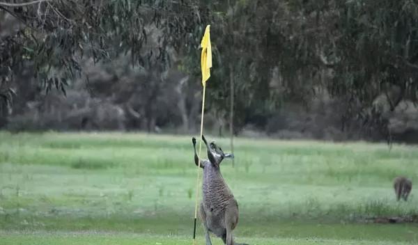 動物園開在高爾夫球場上?神奇動物原來在這裡 動物園開在高爾夫球場上?神奇動物原來在這裡