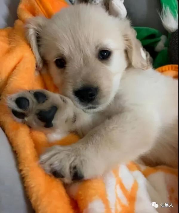 妹子養了一隻超萌的金毛寶寶,但幾個月後……怎麼變“哈士奇”了 妹子養了一隻超萌的金毛寶寶,但幾個月後……怎麼變“哈士奇”了