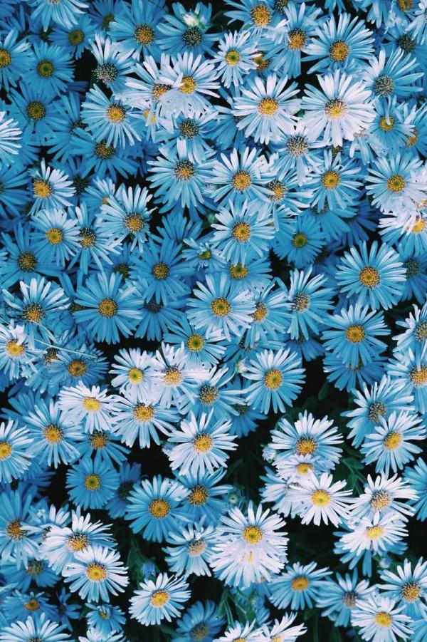 你不會種花，總該是會欣賞花吧，欣賞會有收穫的