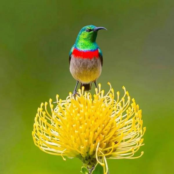 分享圖片&mdash;&mdash;美麗彩色小鳥集錦