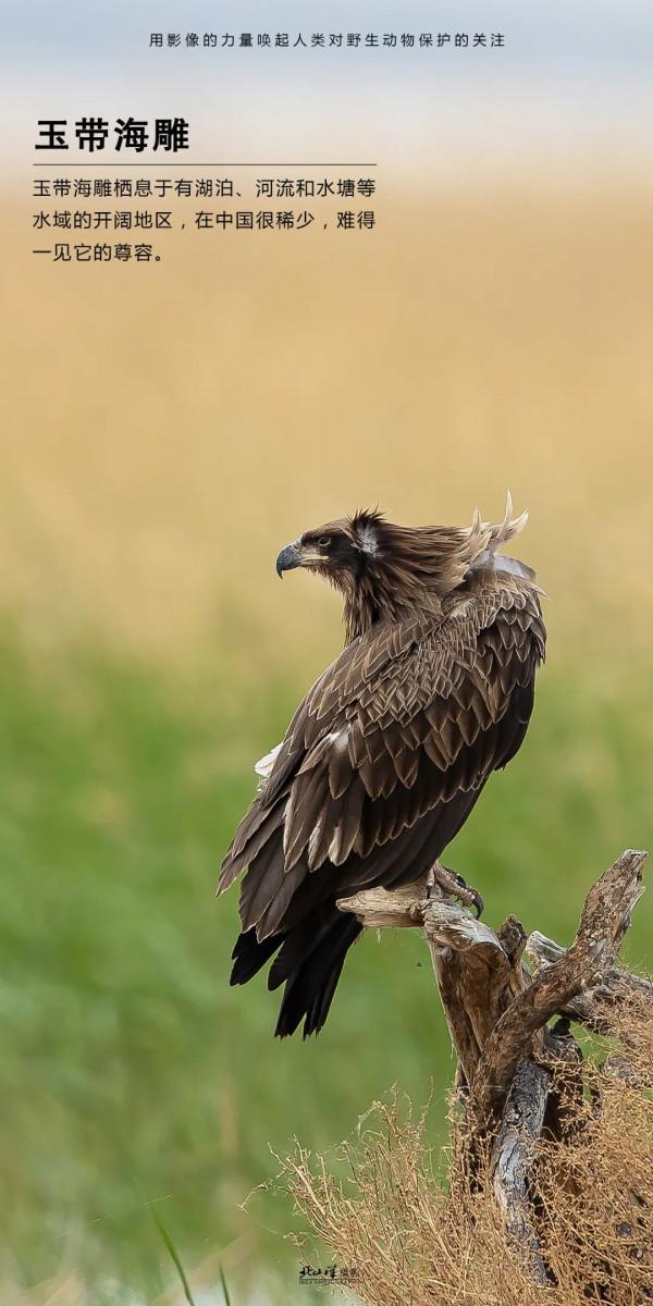 深冬,到新疆觀鳥,會有想不到的驚喜 深冬,到新疆觀鳥,會有想不到的驚喜