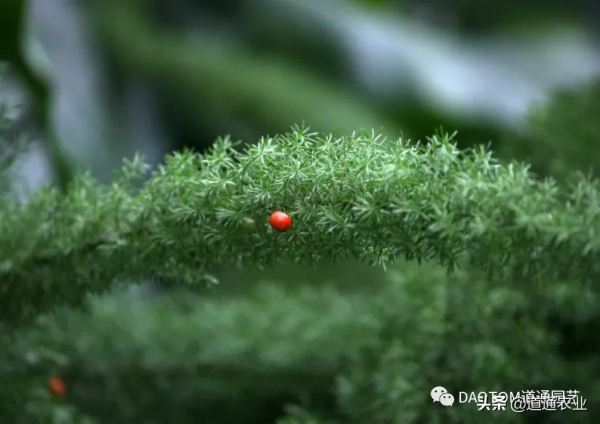 “網紅草”狐尾天門冬,葉子是條大尾巴,讓陽臺和庭院變得有趣 “網紅草”狐尾天門冬,葉子是條大尾巴,讓陽臺和庭院變得有趣