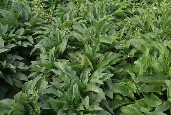 畝產30噸，種1次管15年，號稱“飼草之王”的俄羅斯飼料菜能種嗎