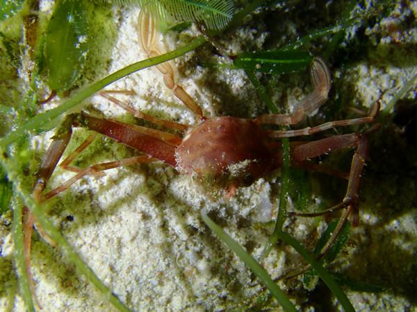 海生物283：長剪梭子蟹