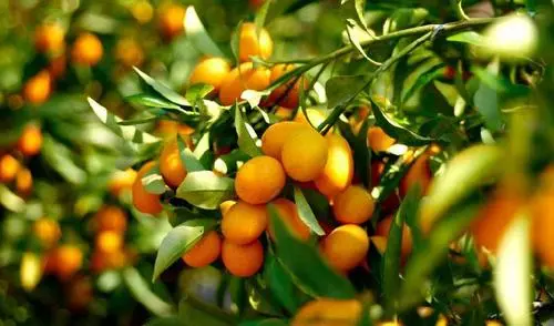 常吃金橘的好處有哪些？很多人或許並不瞭解，轉發給家人