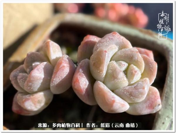 溫暖的多肉微語，陪你度過寒冷的聖誕平安夜！（2021）