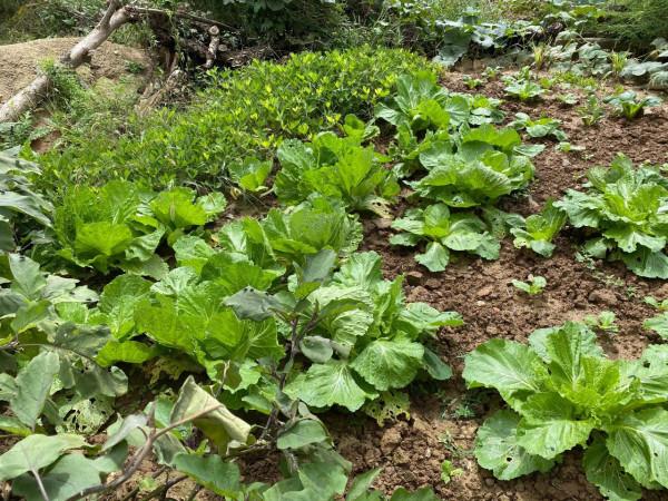 集團董事長高董種植的農作物給全國各地的朋友分享 集團董事長高董種植的農作物給全國各地的朋友分享