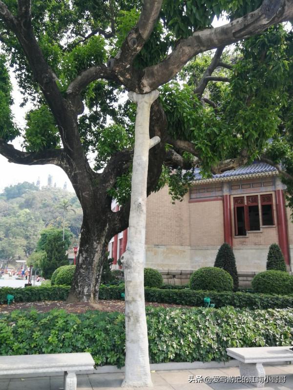 參觀綠樹環繞的中山紀念堂,從西側廣場開始,可以看到迷人的側顏 參觀綠樹環繞的中山紀念堂,從西側廣場開始,可以看到迷人的側顏