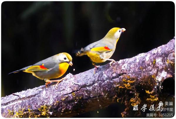 又爾書堂：紅嘴相思鳥一一忠貞愛情的楷模