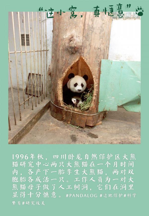 鏡觀中國丨大熊貓的30張拍立得：一部保護“滾滾”的PLOG