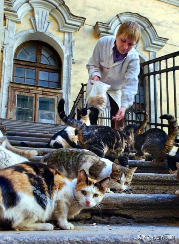 為感謝服役277年的貓咪,俄羅斯冬宮博物館操碎了心 為感謝服役277年的貓咪,俄羅斯冬宮博物館操碎了心