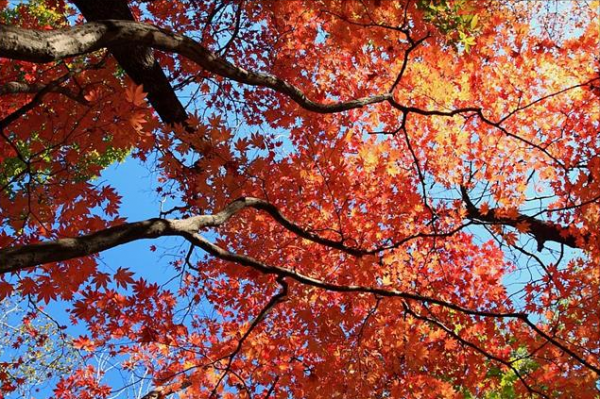 遼寧五十佳景之一，佔地面積3517公頃，是秋季最佳旅遊勝地